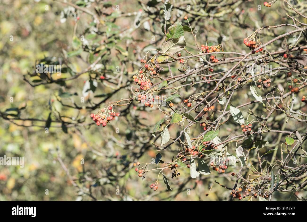 Whitebeam (Sorbus sp.) berries Stock Photo
