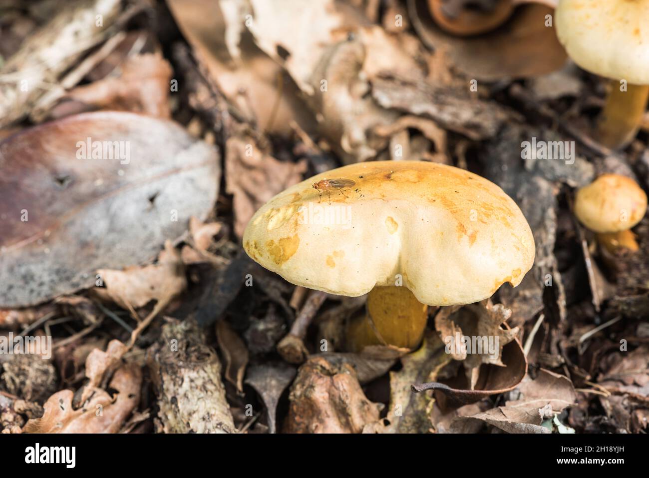 Fungi - Sulphur Knight (Tricholoma sulphureum) Stock Photo