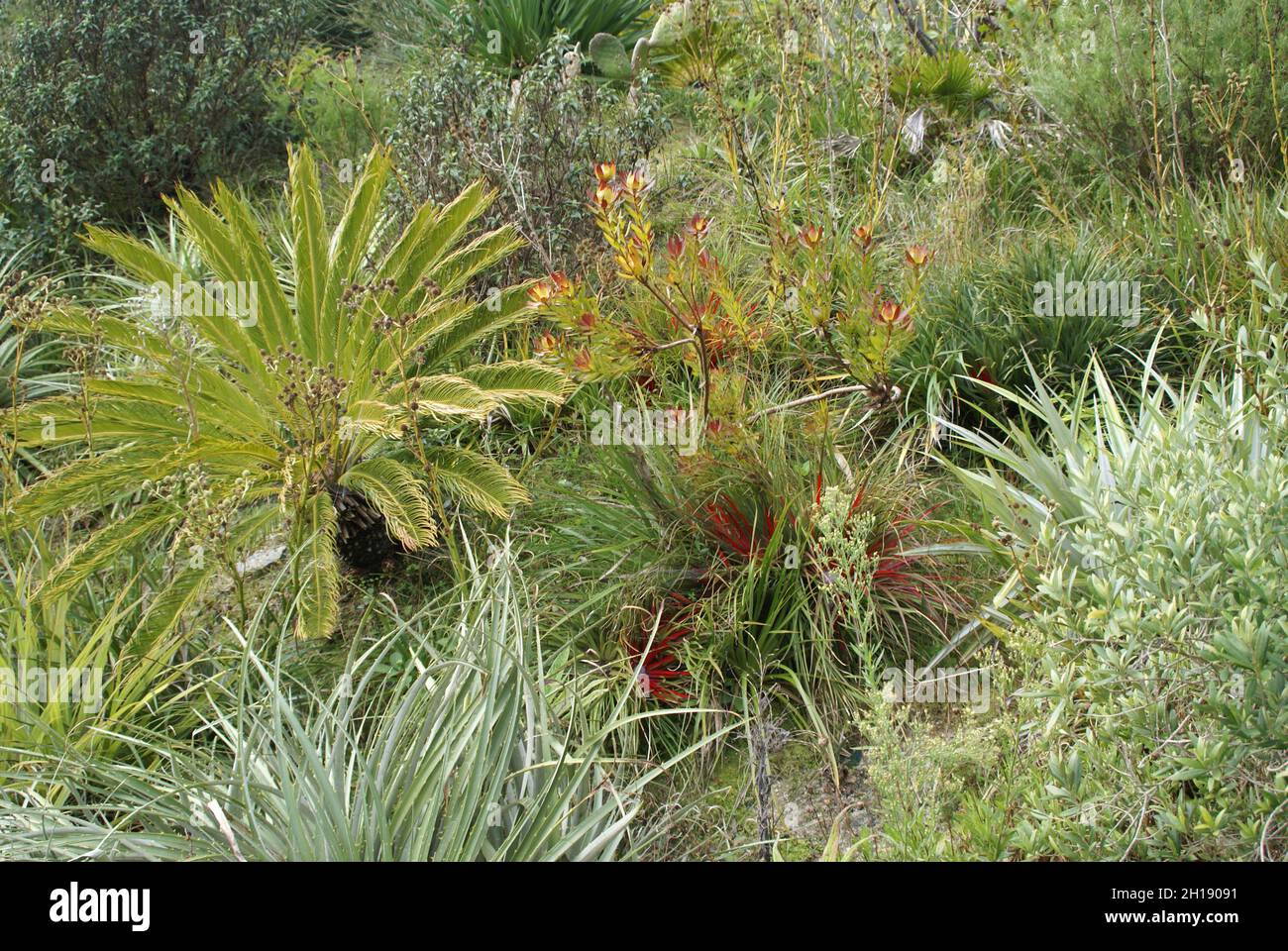 Exotic plantings at the Eden project, Cornwall, UK. Stock Photo