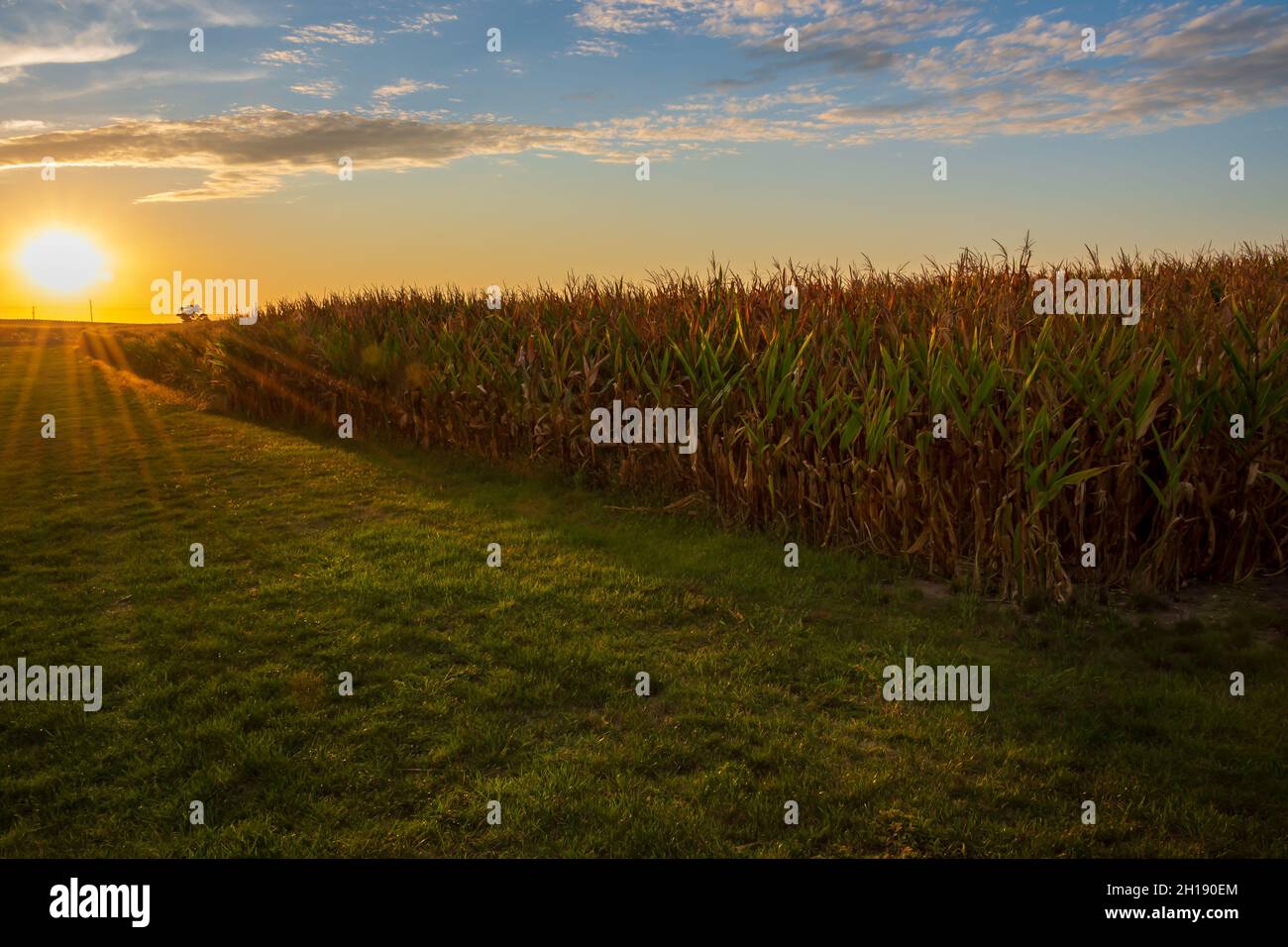 A setting sun highlights ripe corn in an Iowa farm field waiting to be