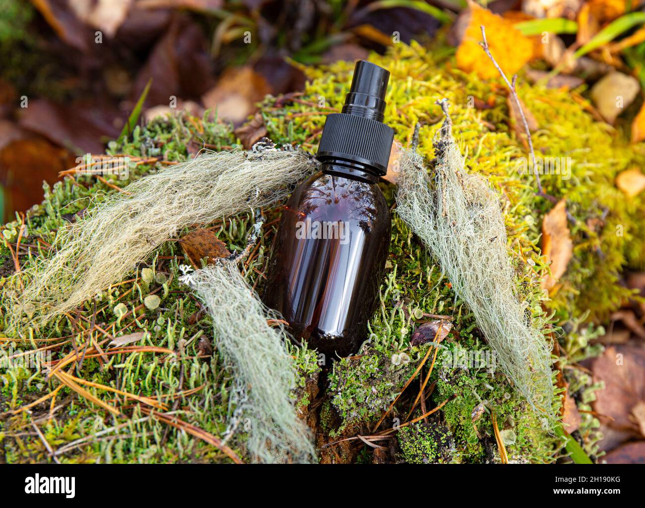 Usnea barbata or old man's beard or beard lichen tincture concept. Brown bottle with herbal medicine mixture on green moss, decorated. Stock Photo