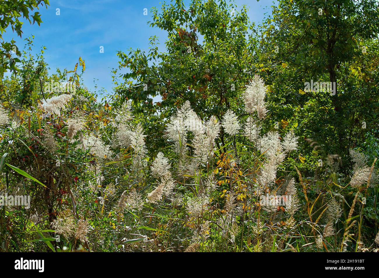 Scenic views of nature in a national refuge and wetlands Stock Photo
