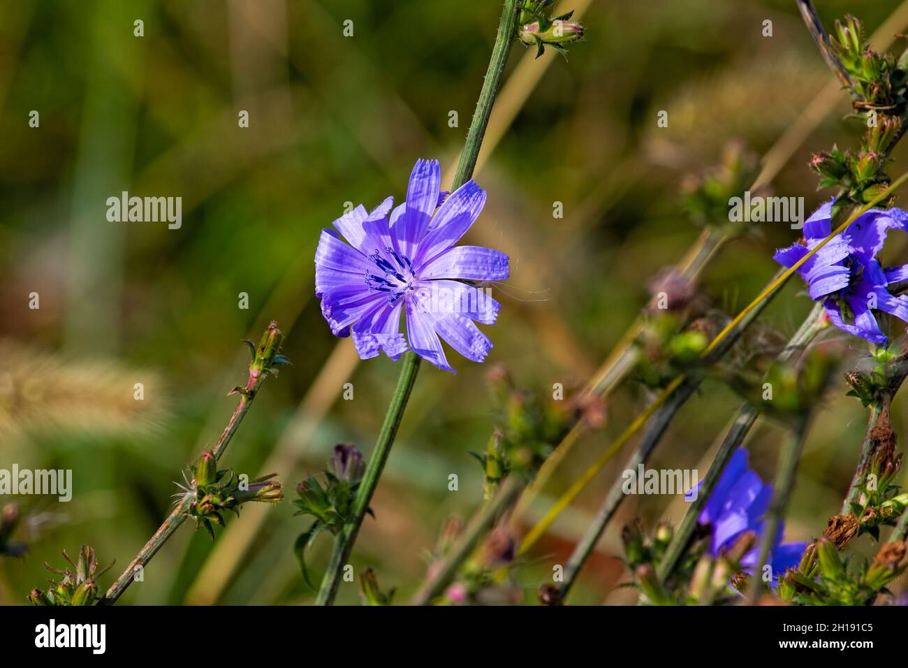 Purple flowers in the wetlands Stock Photo