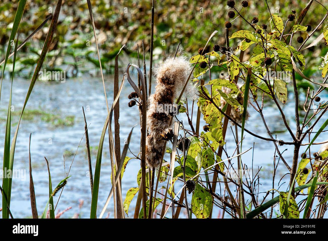 Spent cattails by water in the wetlands. Stock Photo