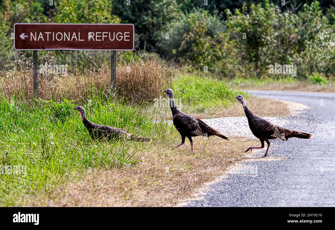 Wild turkeys crossing road in national refuge. Stock Photo