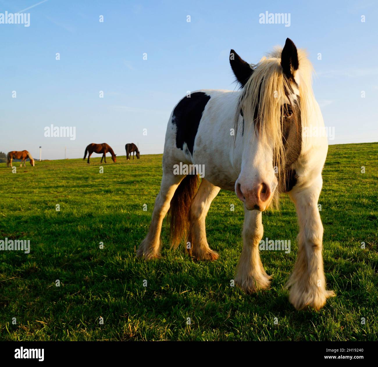 The Galineers Cob, also known as the Traditional Gypsy cob, Irish Cob