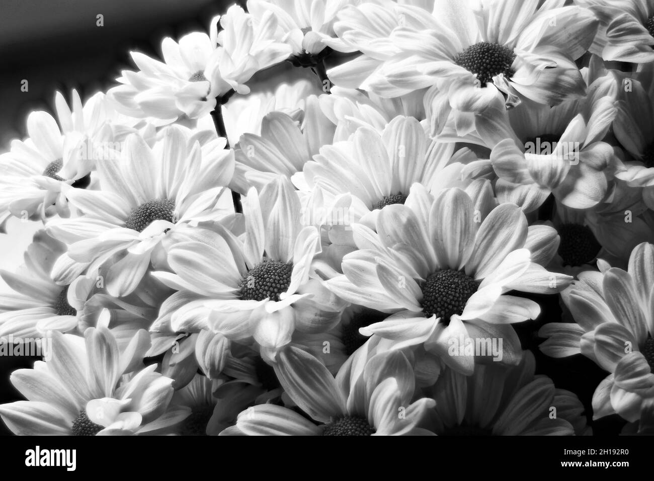 Photo flowers Chrysanthemums Stock Photo Alamy