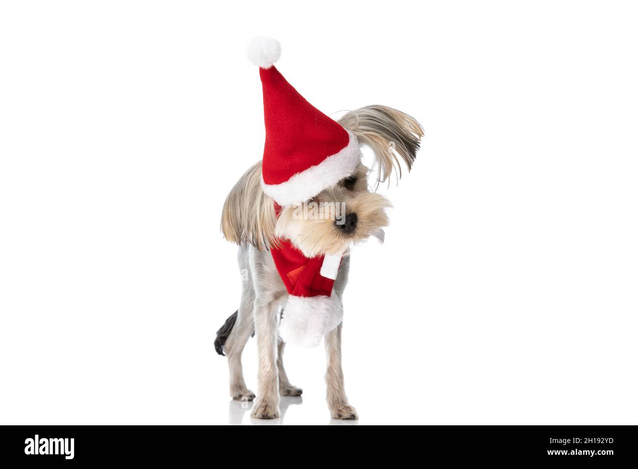 little yorkshire terrier dog having santa's hat falling over his eyes against white background Stock Photo