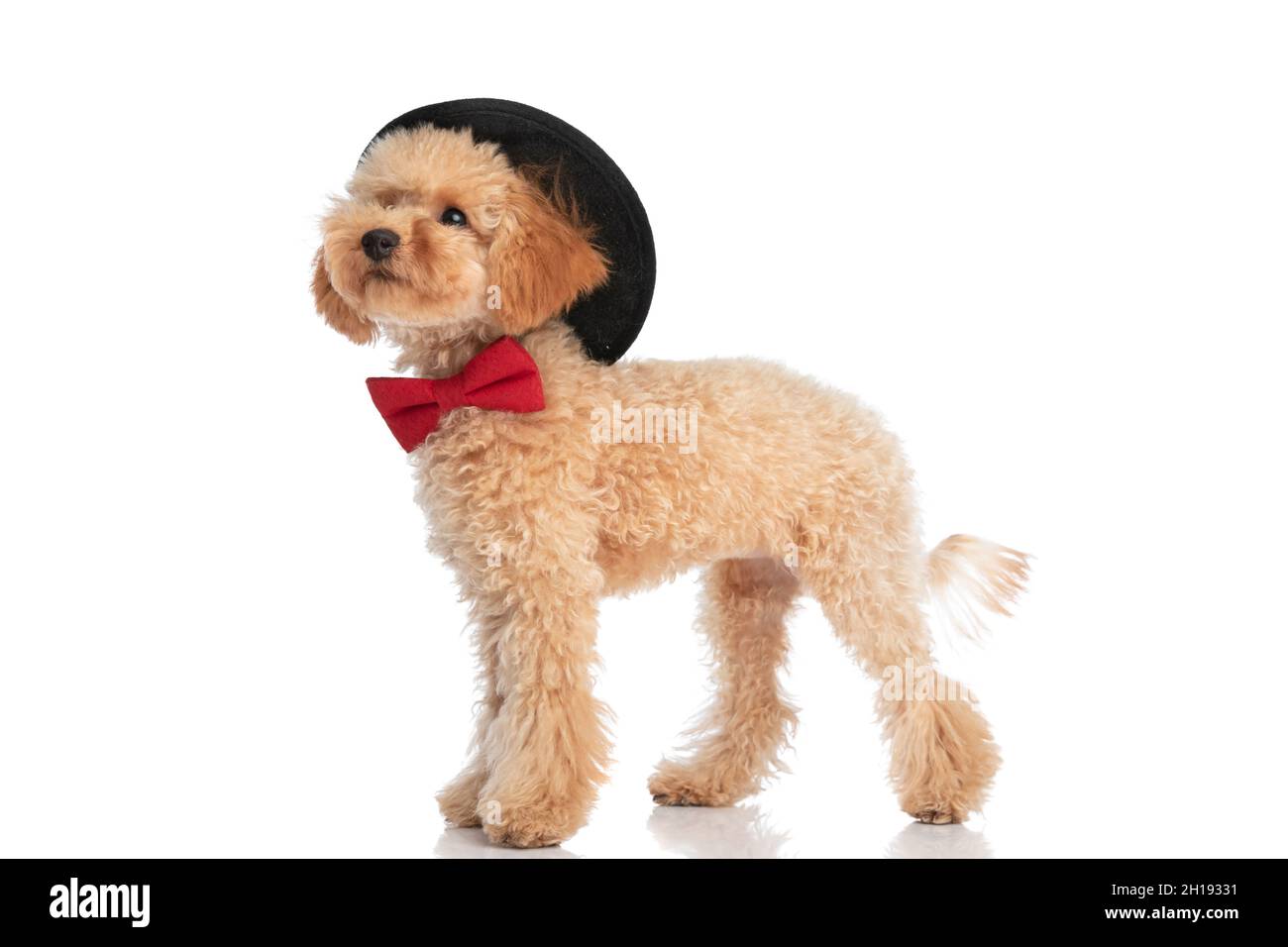 side view of a poodle dog wearing a black hat on his head and a red ...