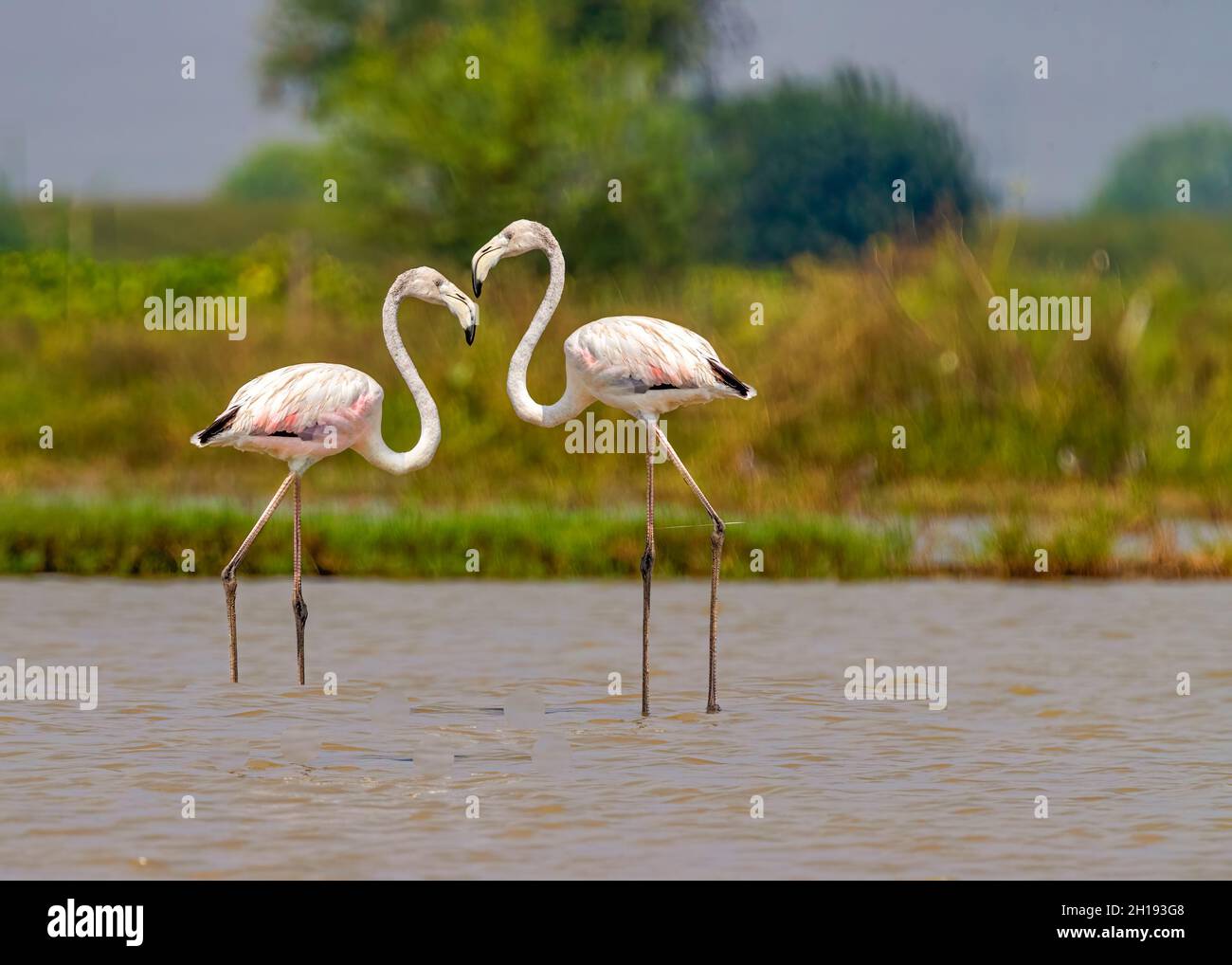 A beautiful pair of flamingo in a lake in romantic mood Stock Photo