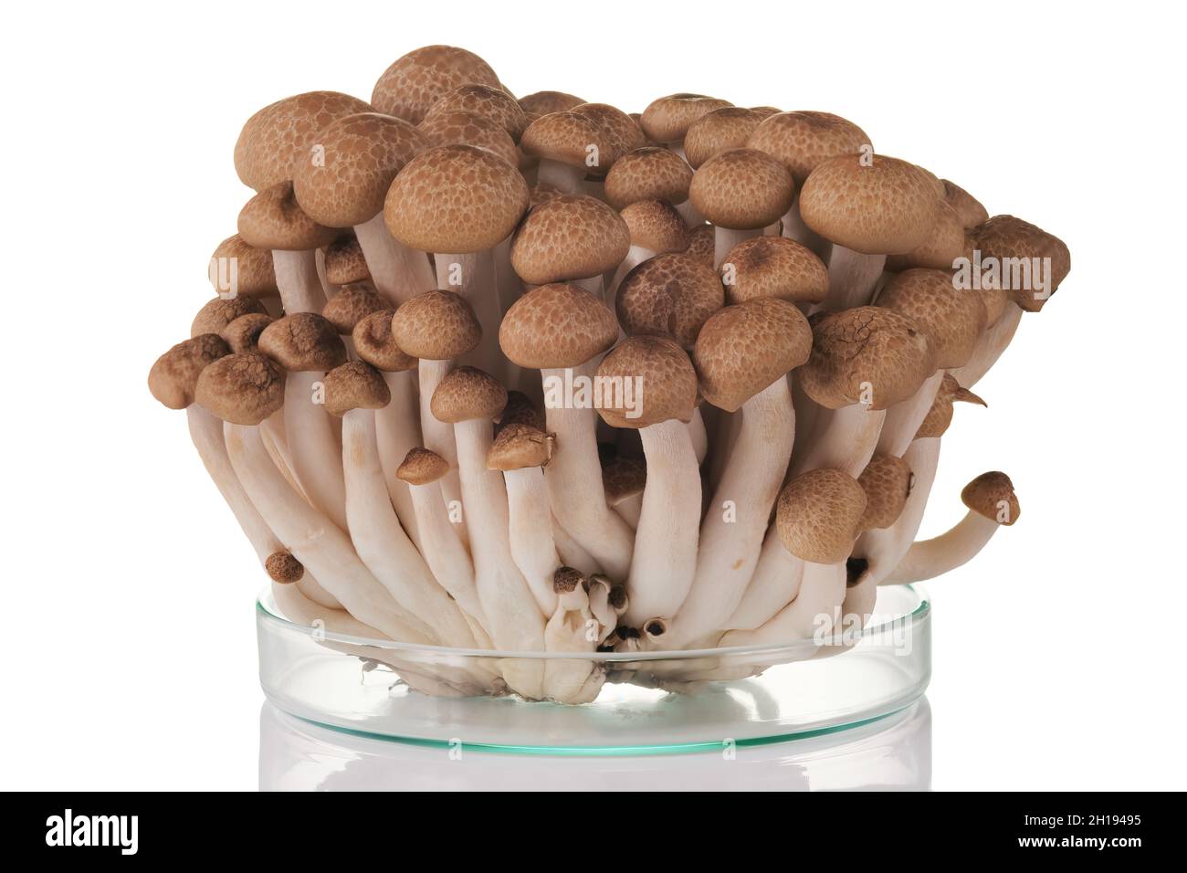 Fresh brown Shimeji mushroom on a white background Stock Photo Alamy