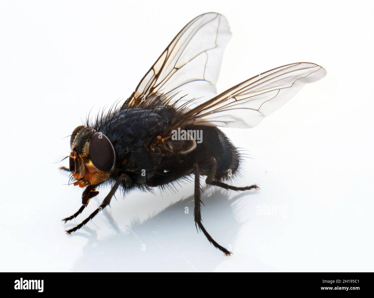 Common housefly - musca domestica Stock Photo