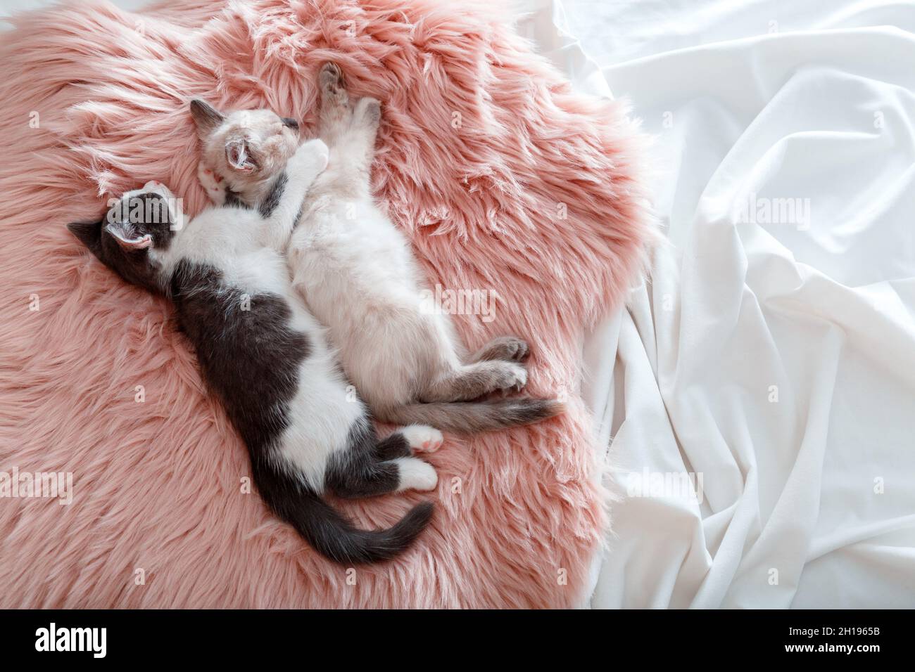 Couple little happy kittens in love sleep together hug on pink fluffy plaid. 2 two cats comfortably sleep relax at cozy home Top view. Kitten pet Stock Photo