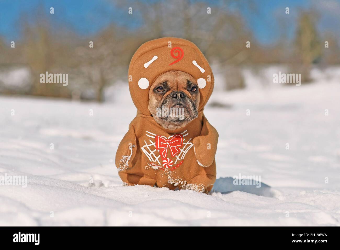 Funny Crazy Dog Rages On Snow Stock Photo 1243032625