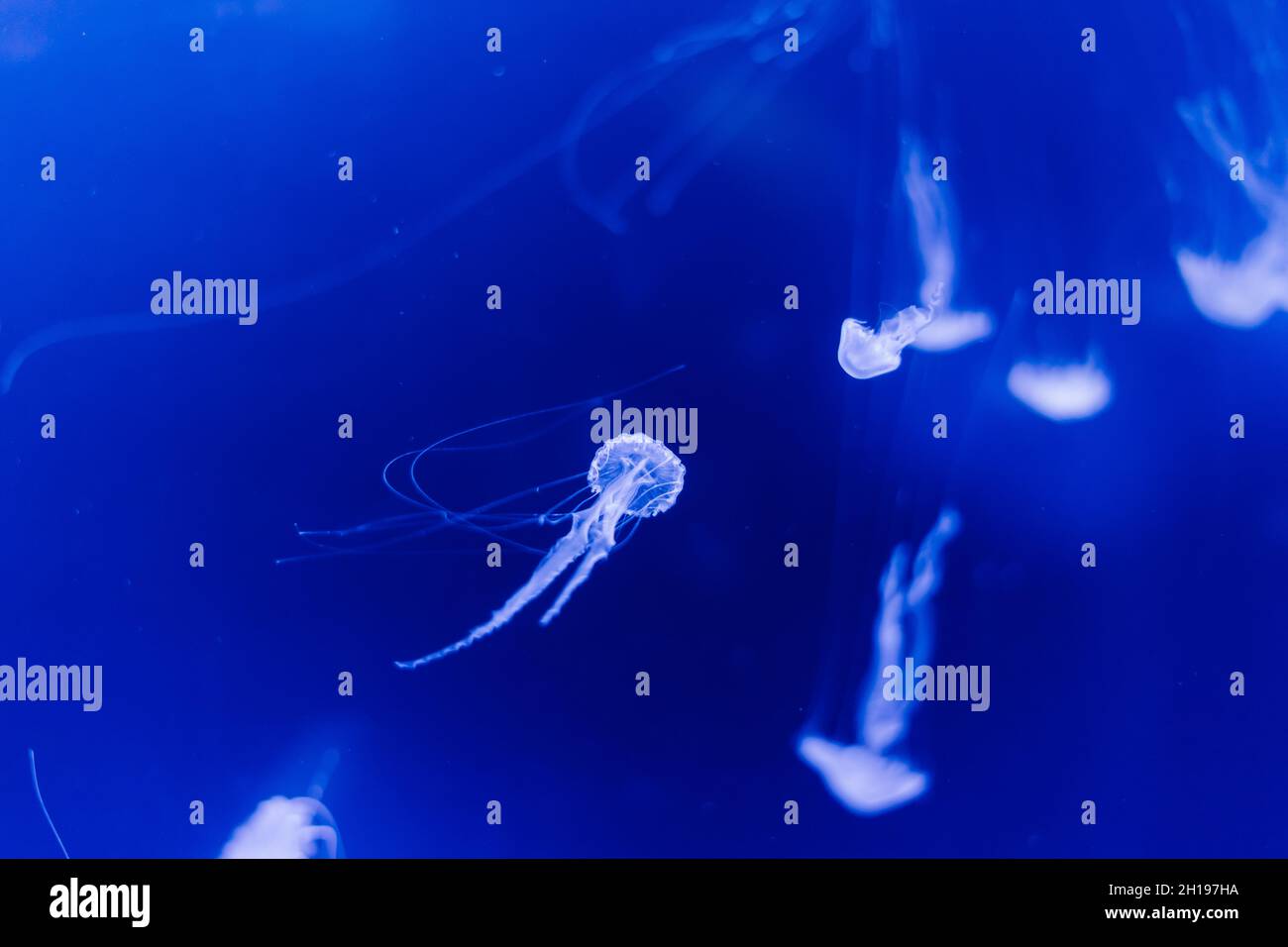 Jellyfish on blue background from Aquarium in Prague Stock Photo - Alamy