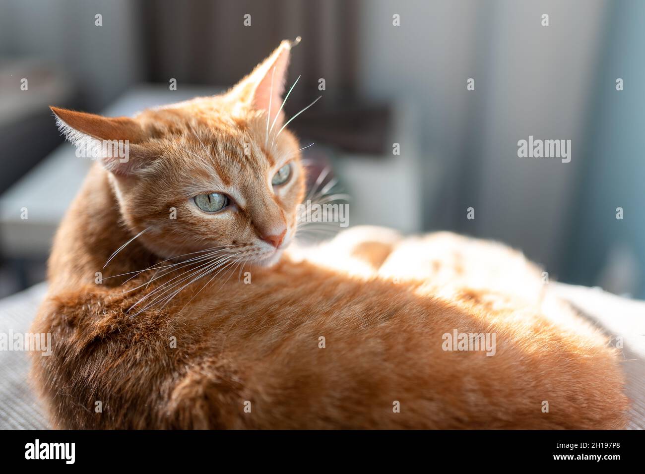brown tabby cat lying on a sofa under the light of the window, looks ...