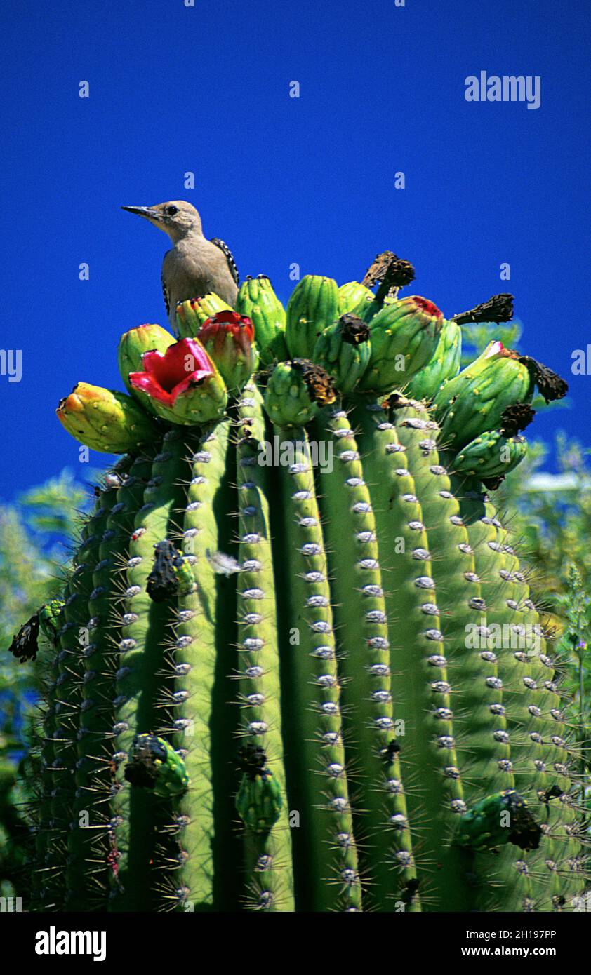 Gila woodpecker on saguaro cactus, Sonora Bay, Mexico Stock Photo
