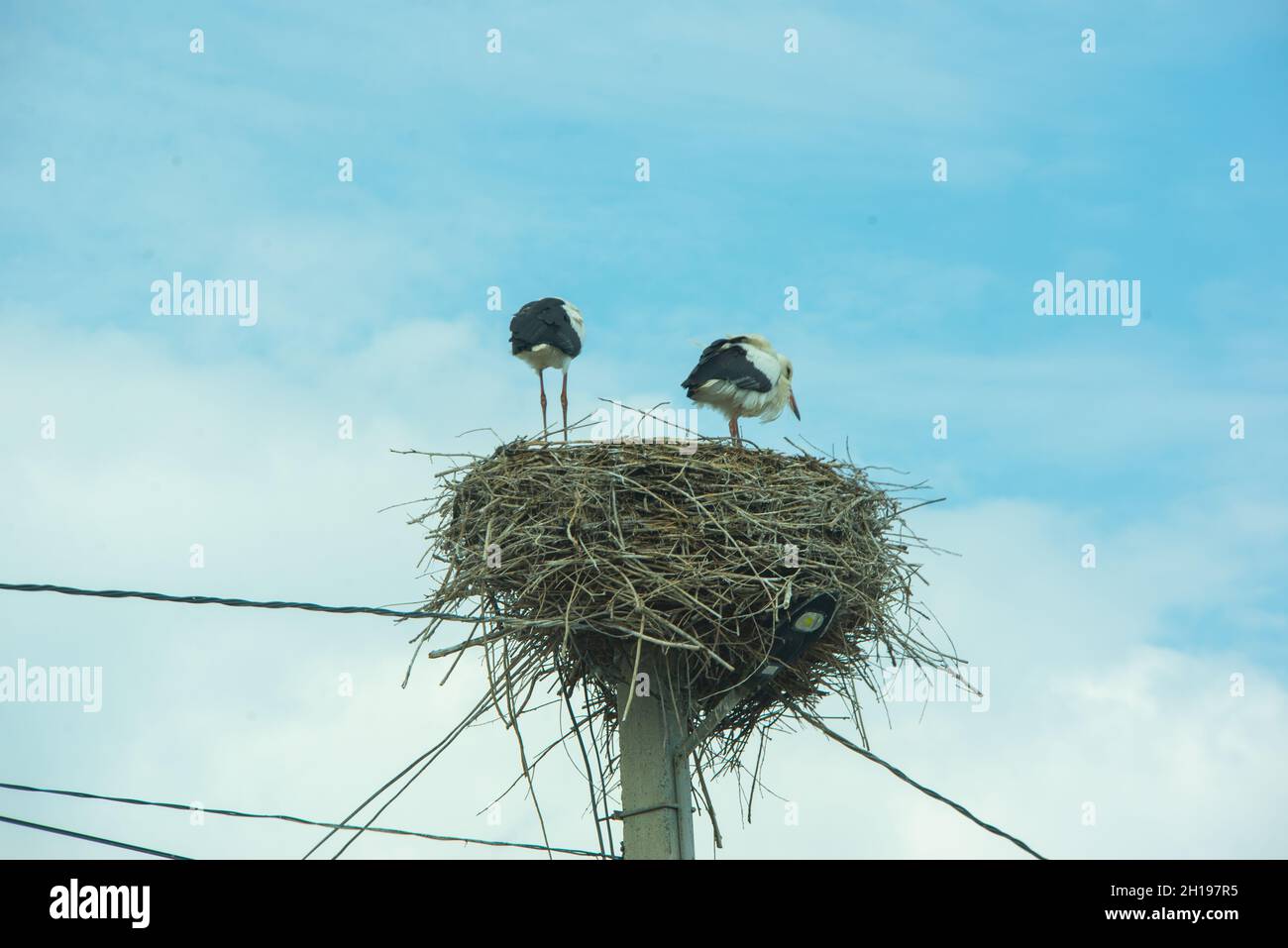 Large Wading Bird Of The Stork Family Stock Photo Alamy Large Wading Bird Of The Stork Family Stock Photo Alamy