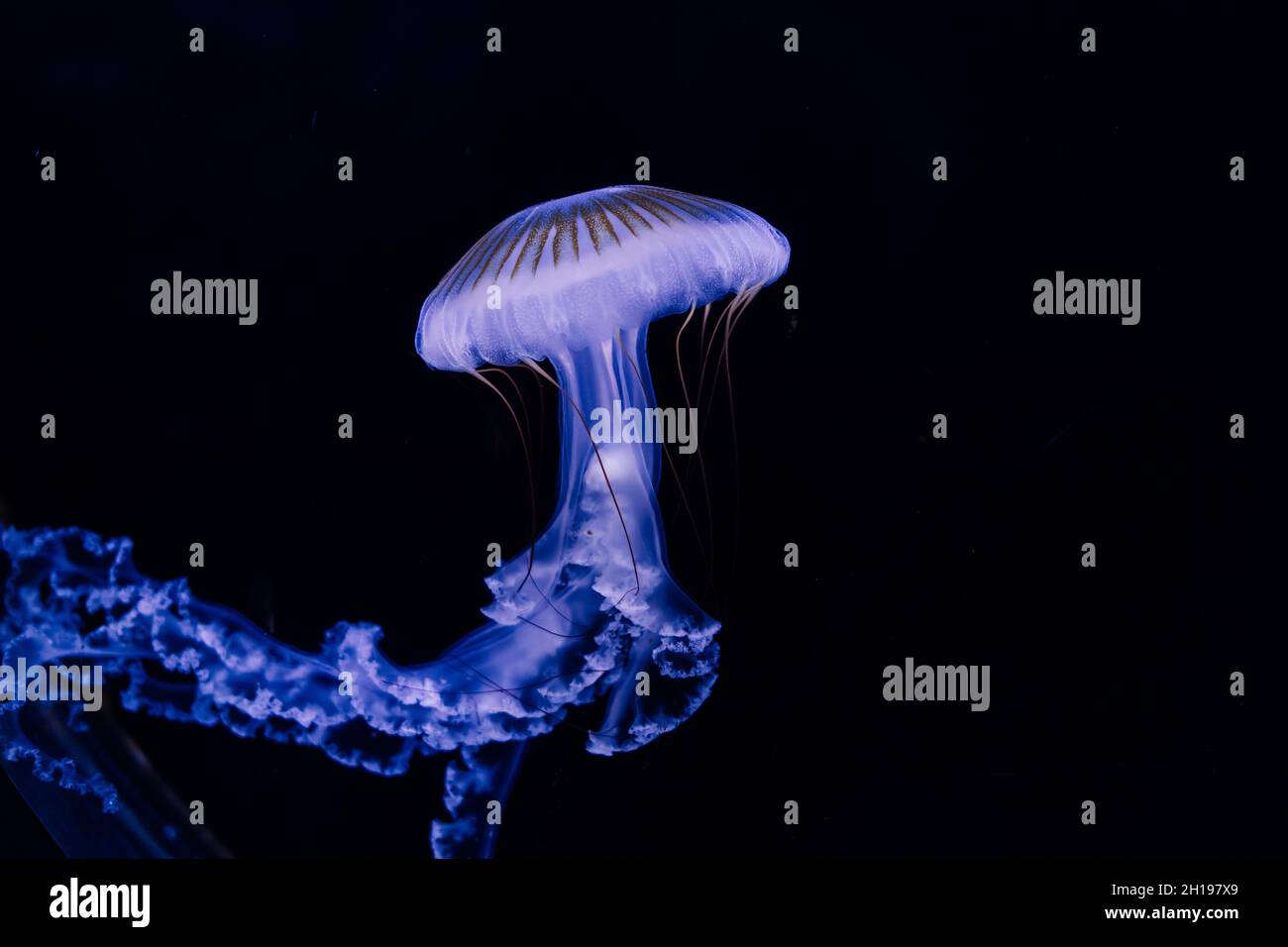 Jellyfish on blue background from Aquarium in Prague Stock Photo - Alamy