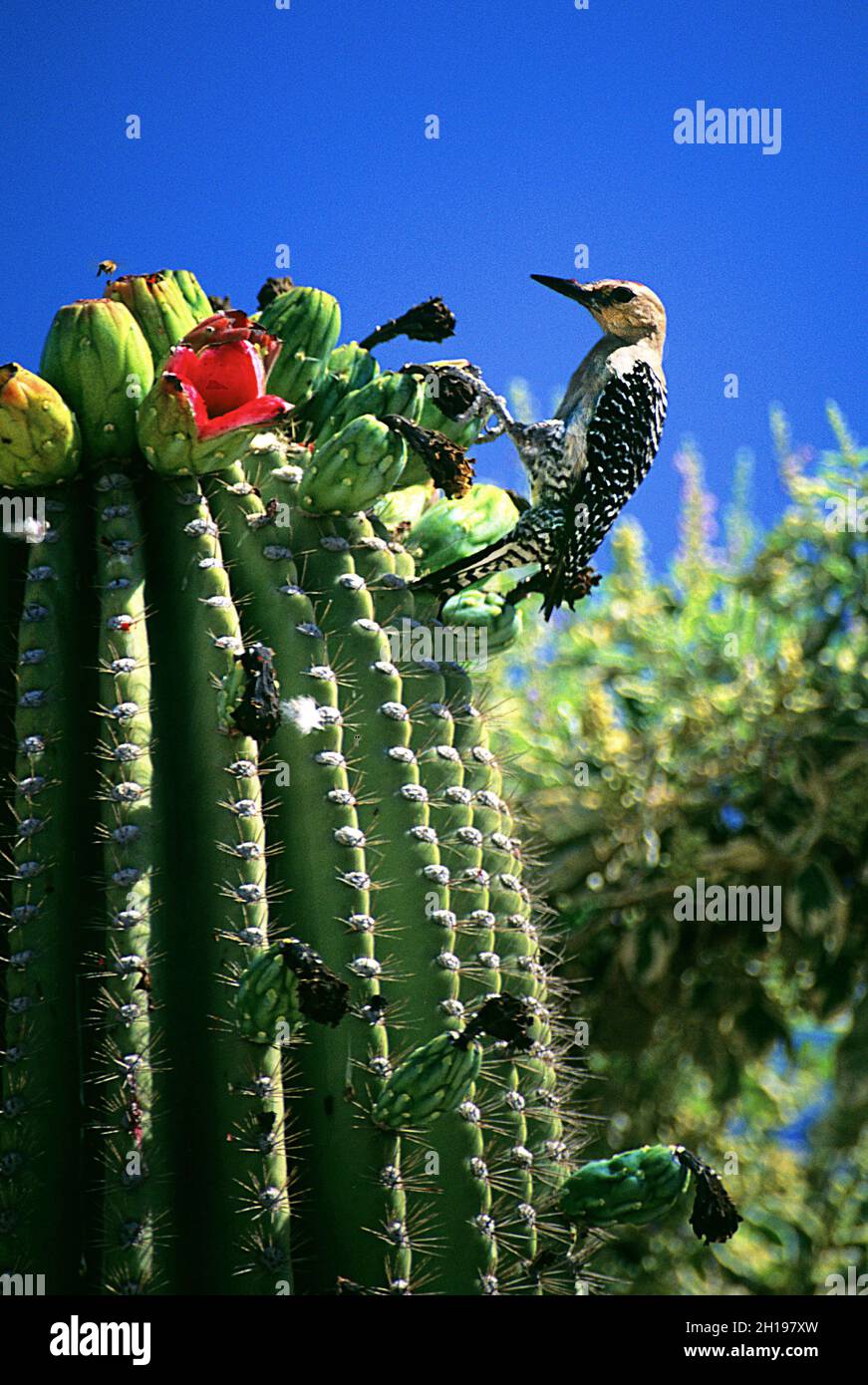 Gila woodpecker on saguaro cactus, Sonora Bay, Mexico Stock Photo
