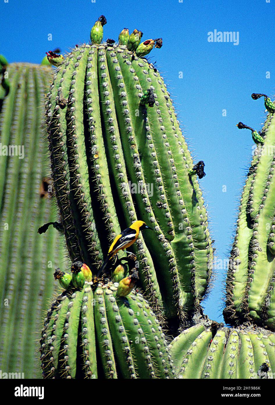 Male hooded oriole on saguaro cactus, Sonora Bay, Mexico Stock Photo