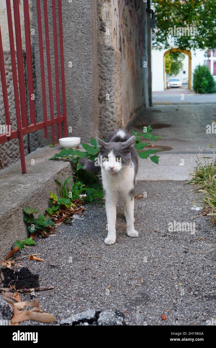 Gray and white cat ready for a fight. Threatening courageous pretty cat prepared to attack another animal for territorial reasons outdoor on street. Stock Photo