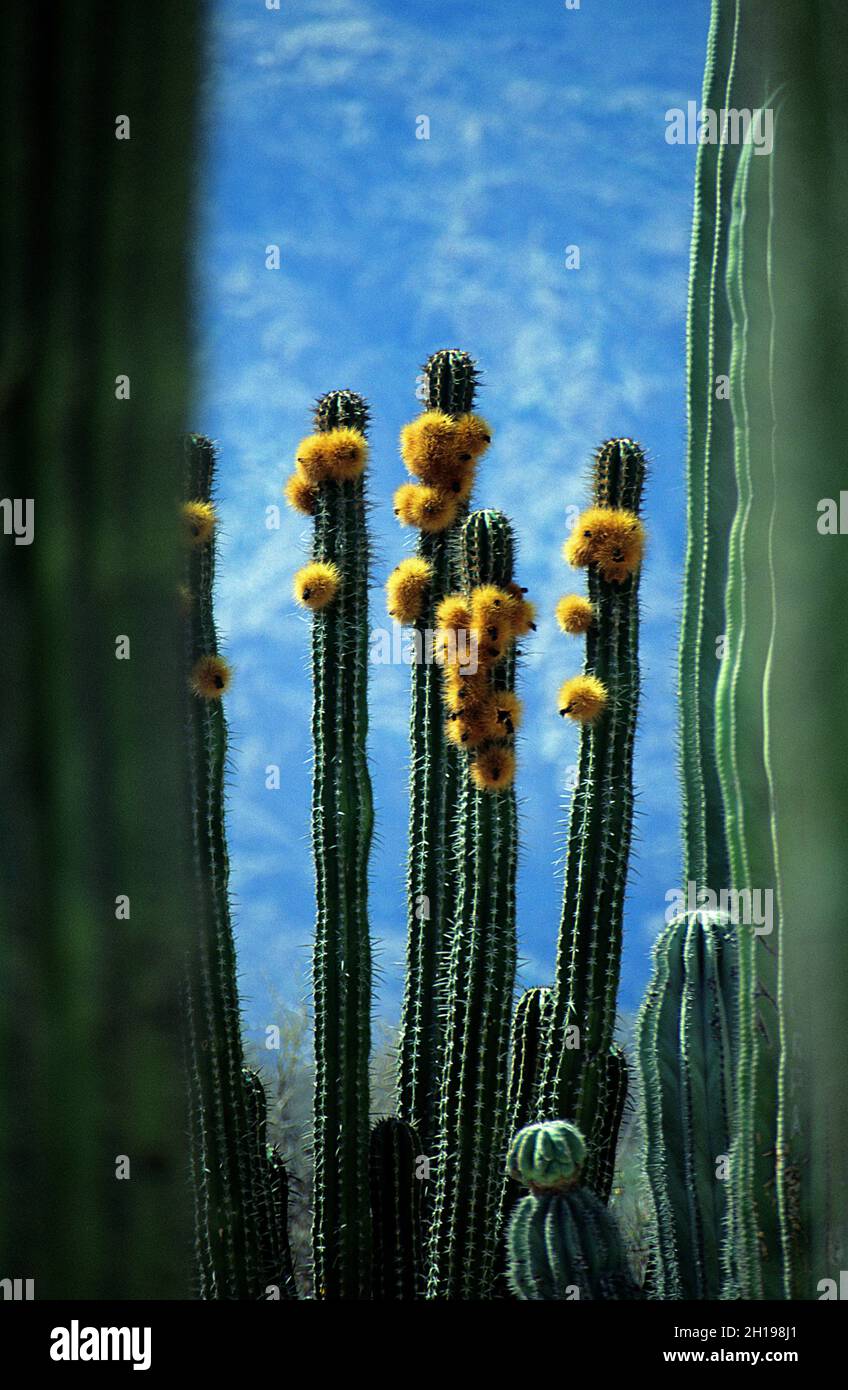Flowering saguaro cacti, Sonora Bay, Mexico Stock Photo