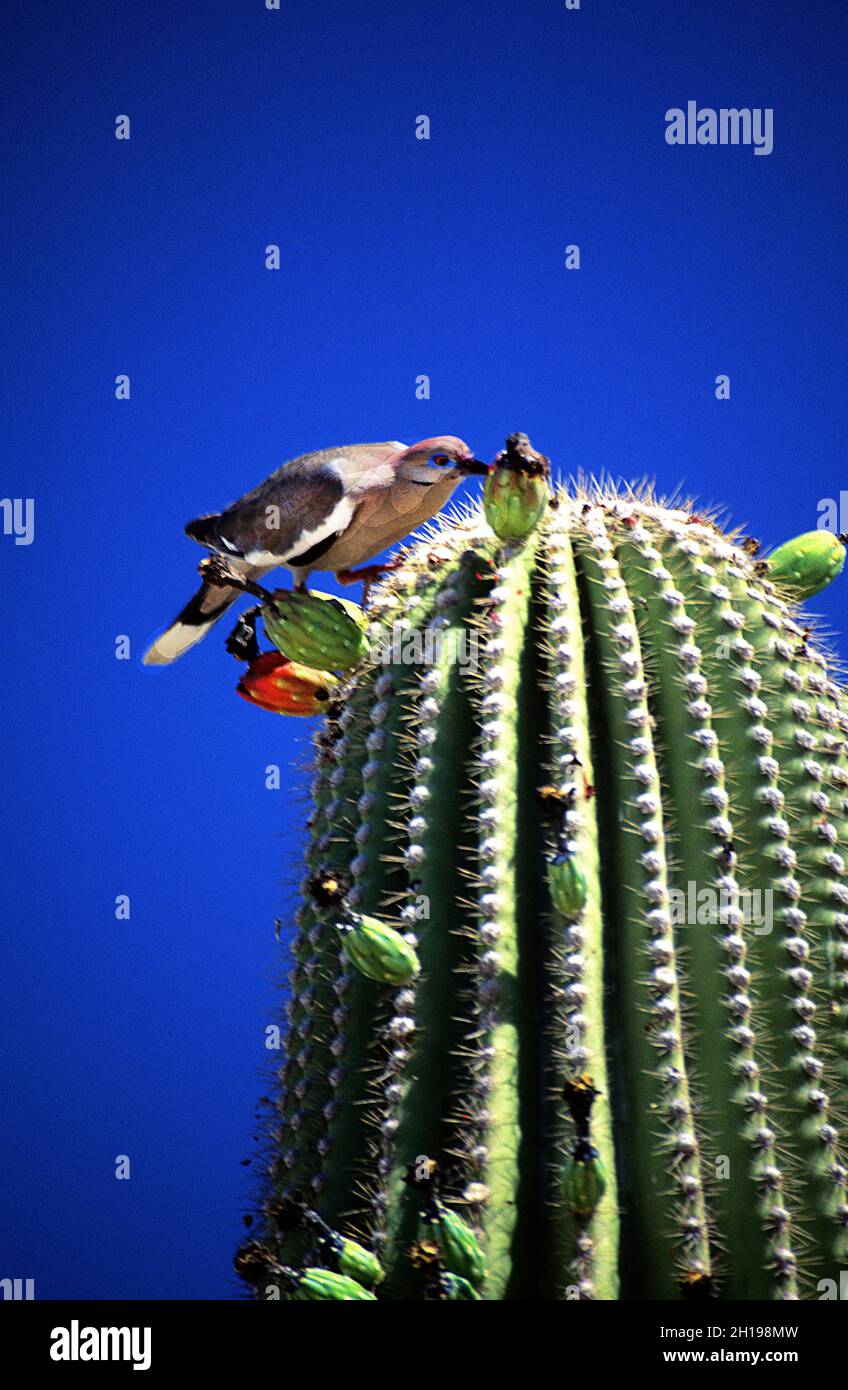 Bird on saguaro cactus, Sonora Bay, Mexico Stock Photo