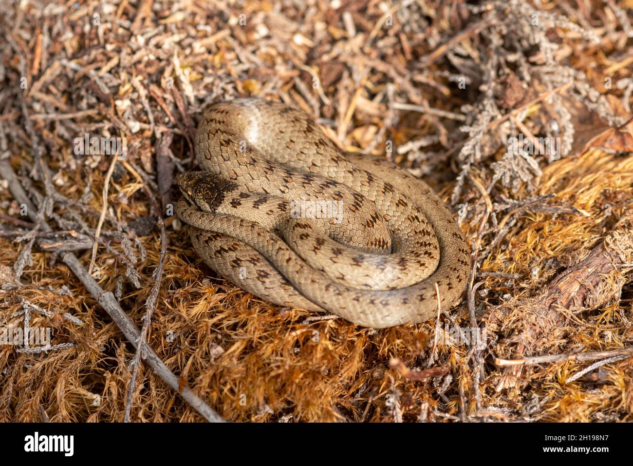 A rare smooth snake (Coronella austriaca) in Surrey heathland, England, UK Stock Photo