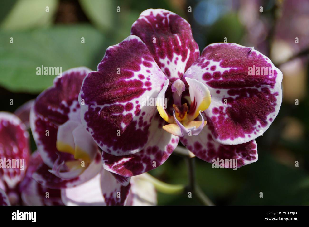 velvety bordeaux tiger orchid with animal print in the tropical house on island Mainau in Germany Stock Photo