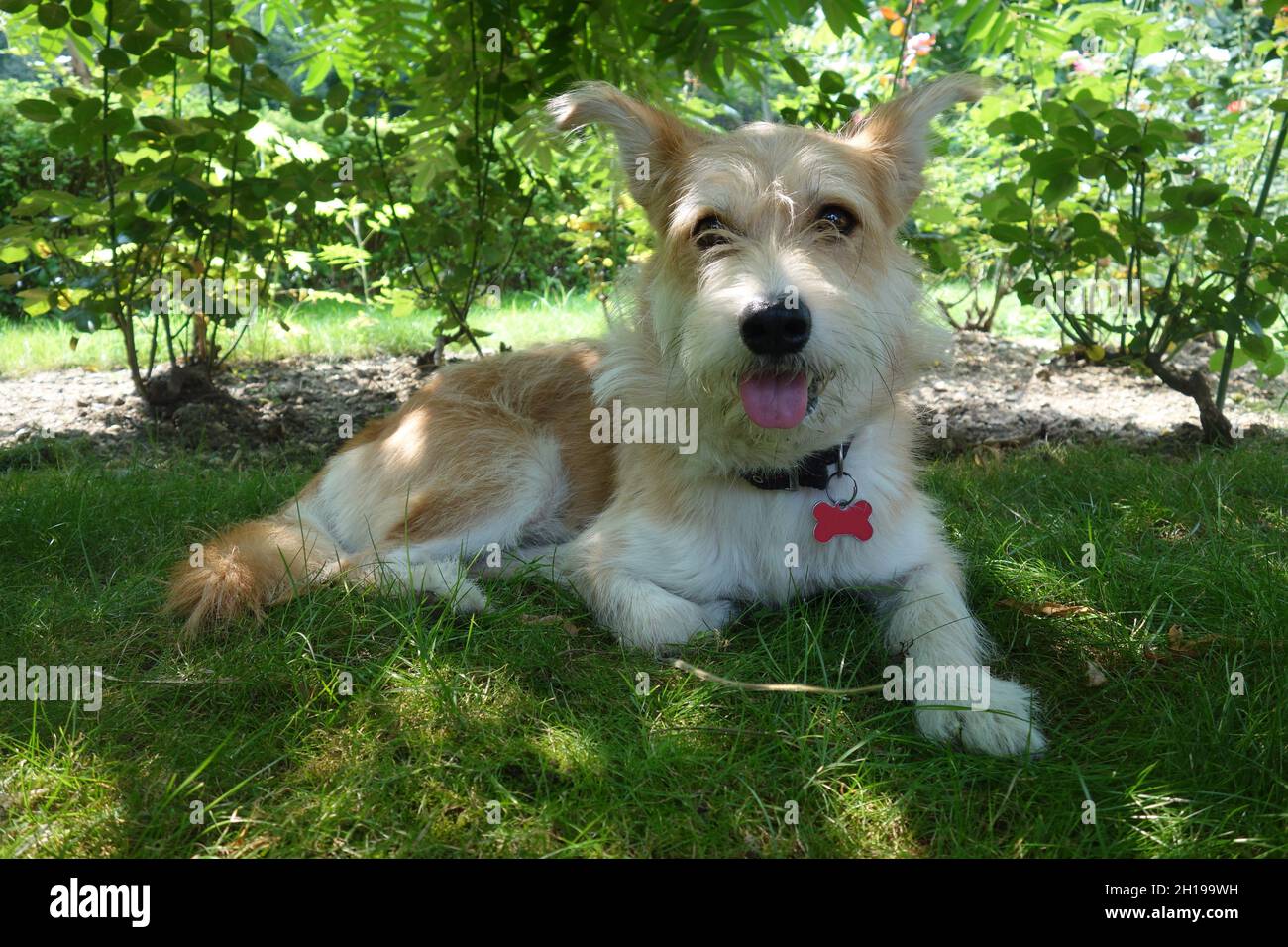Cute half breed fawn and white young dog sitting on grass, with lively loving glance. Portrait of sweet tousled and moustached  medium sized dog. Stock Photo