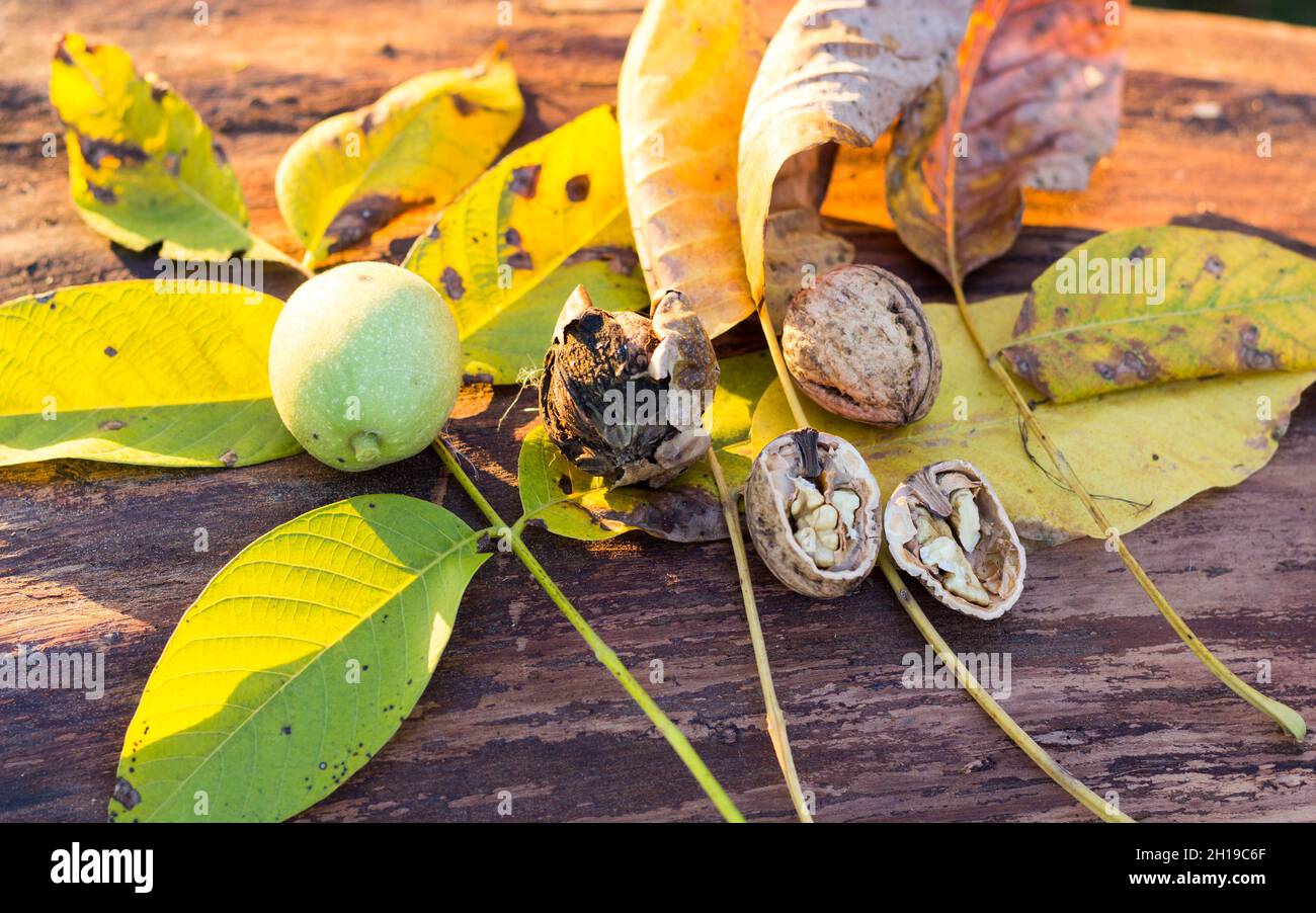 Walnuts in different stages of ripening on walnut tree trunk. Walnut in green husk on left, walnut in dry cracked husk in the center and walnut in she Stock Photo