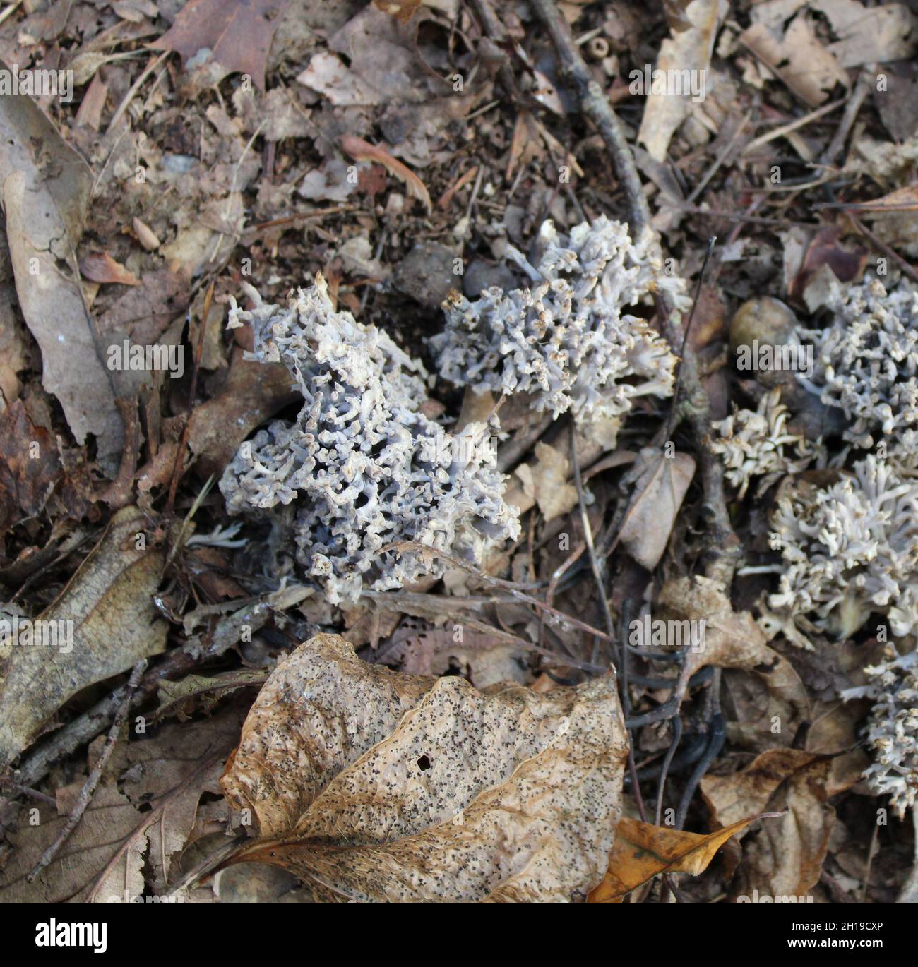 Gray Coral Fungi Growing on a Forest Floor Stock Photo