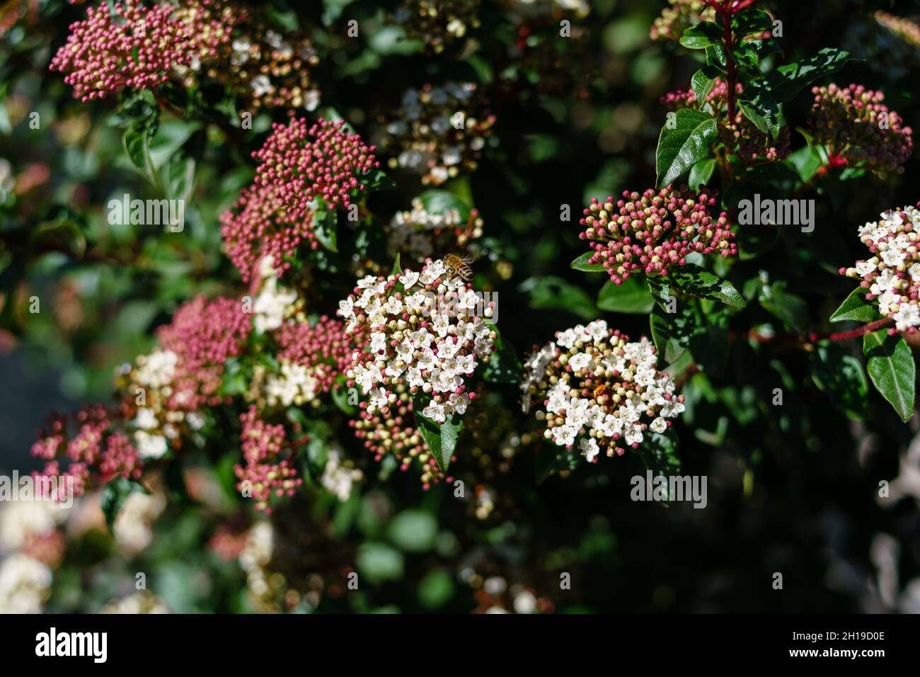 A beautiful white and pink Laurustinus flower with green leaves under