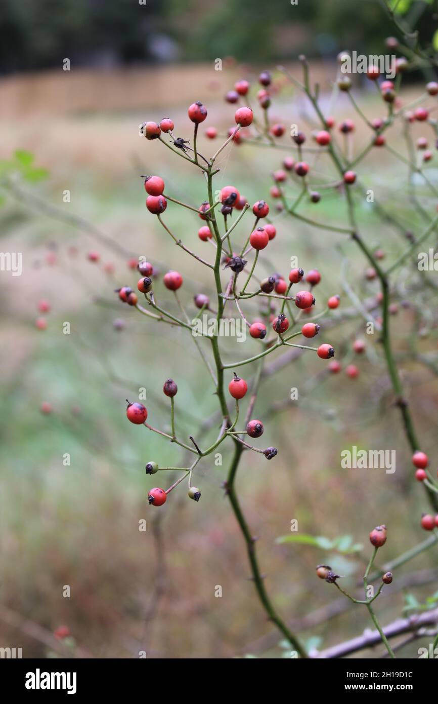 Multiflora rose hires stock photography and images Alamy