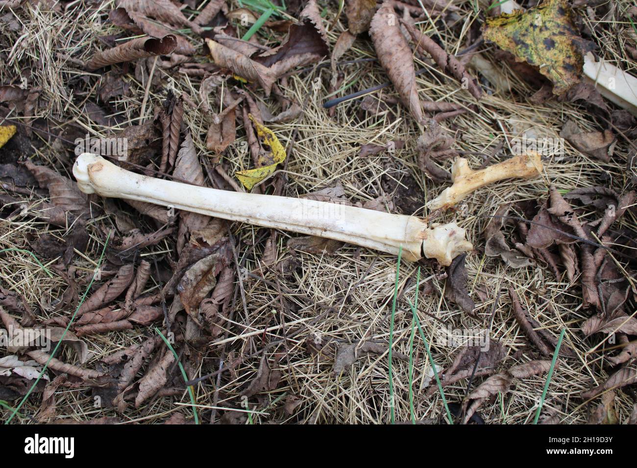 A Leg Bone of a WhiteTailed Deer in a Field Stock Photo Alamy