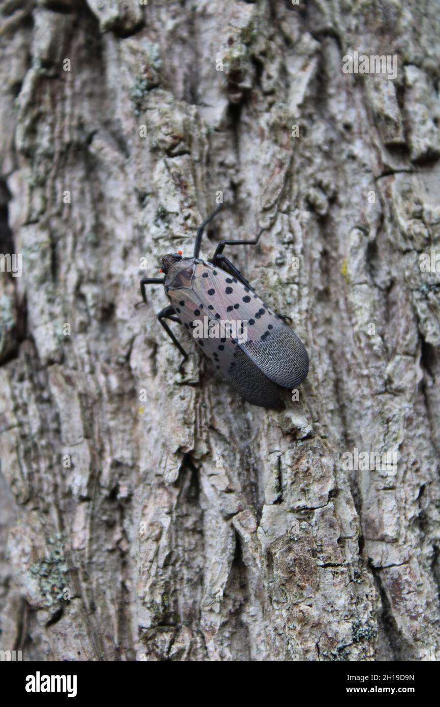 An Adult Spotted Lanternfly on A Black Walnut Tree Stock Photo