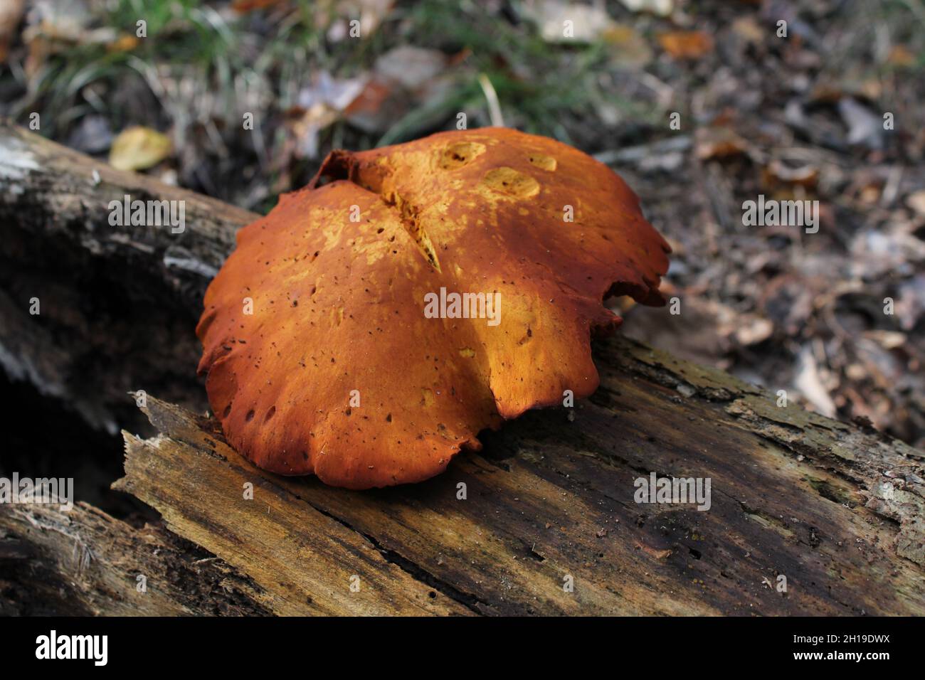 A Poisonous Jack-O-Lantern Mushroom on an Old Log Stock Photo