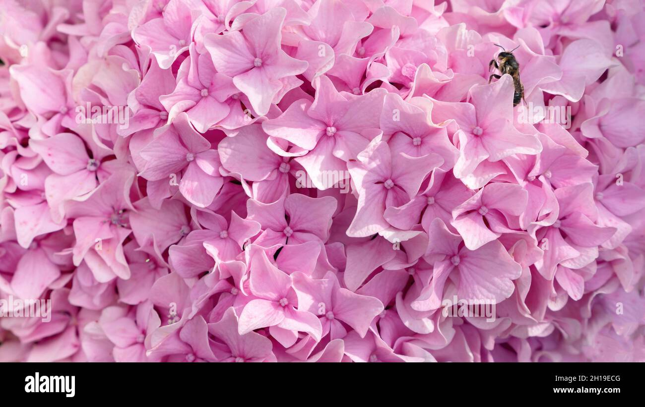 Pink floral background. Hydrangea flowers close-up with copy space. A ...