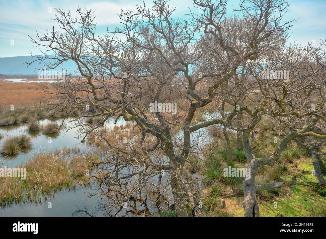 Nature in floodplain in Karacabey Turkey. Trees extends to sky and many