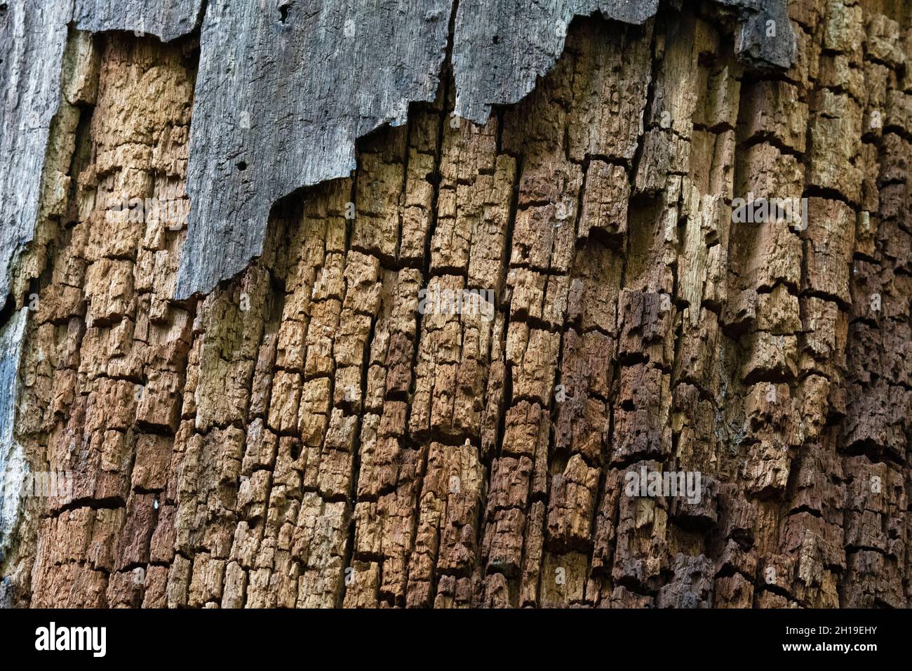 Damaged Tree Bark Stock Photo