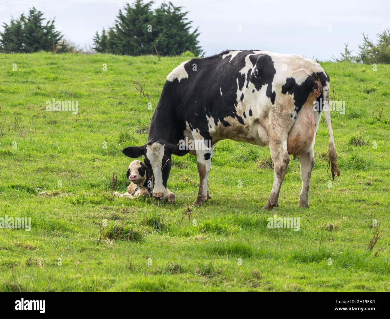 The black and white cow in the green field with her newborn calf on a ...