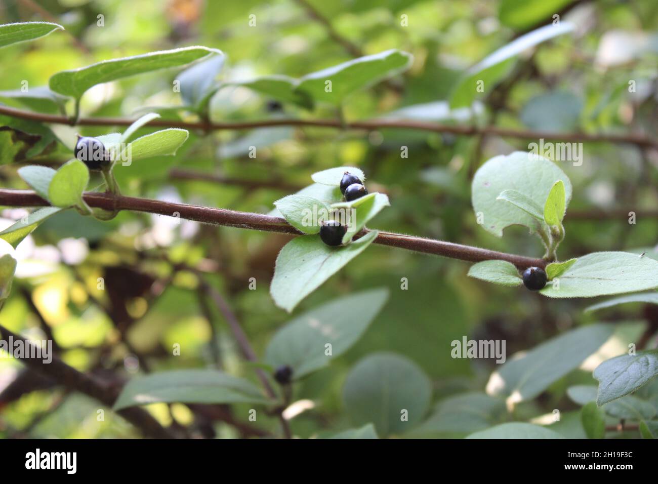 A Japanese Honeysuckle Vine with Black Berries Stock Photo Alamy