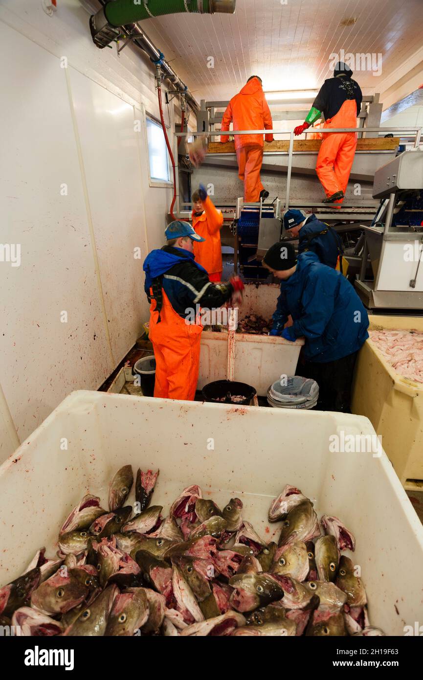 Men in bright overalls working in a cod fish processing factory