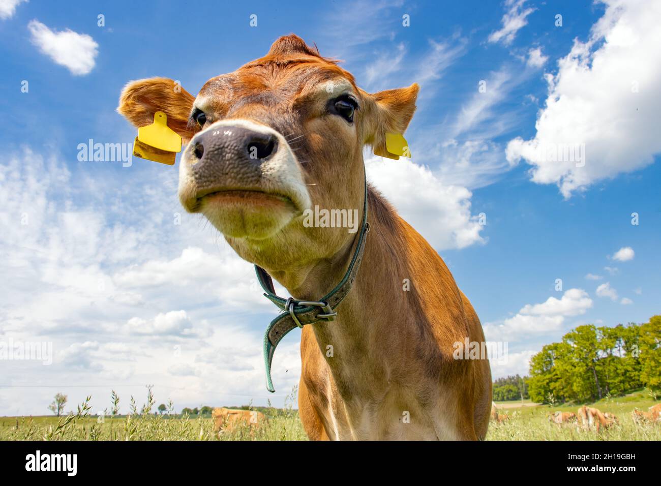 Jersey cow on the pasture hi-res stock photography and images - Alamy