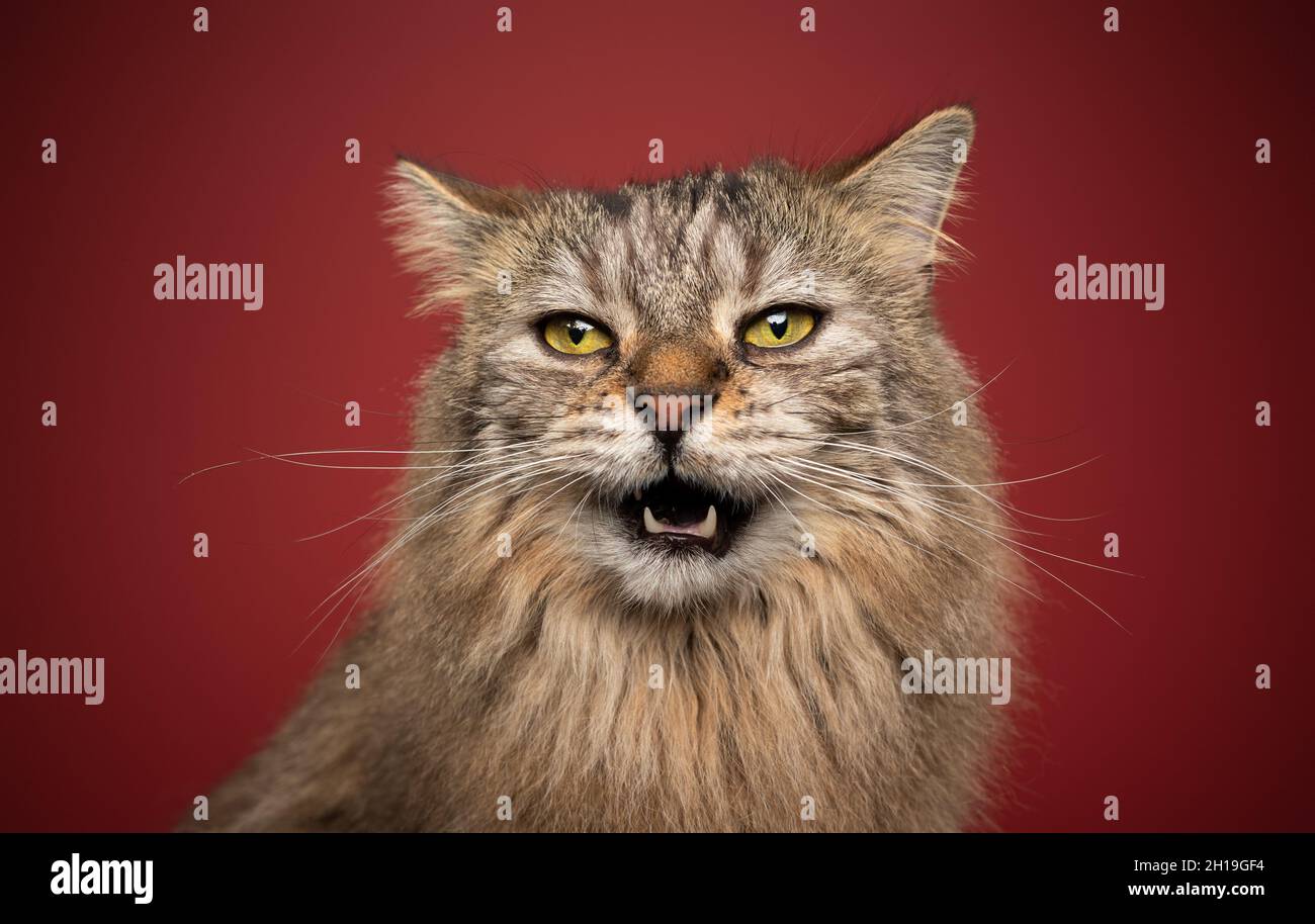 An Angry Cat With Its Mouth Open Background, Goofy Cat Pictures