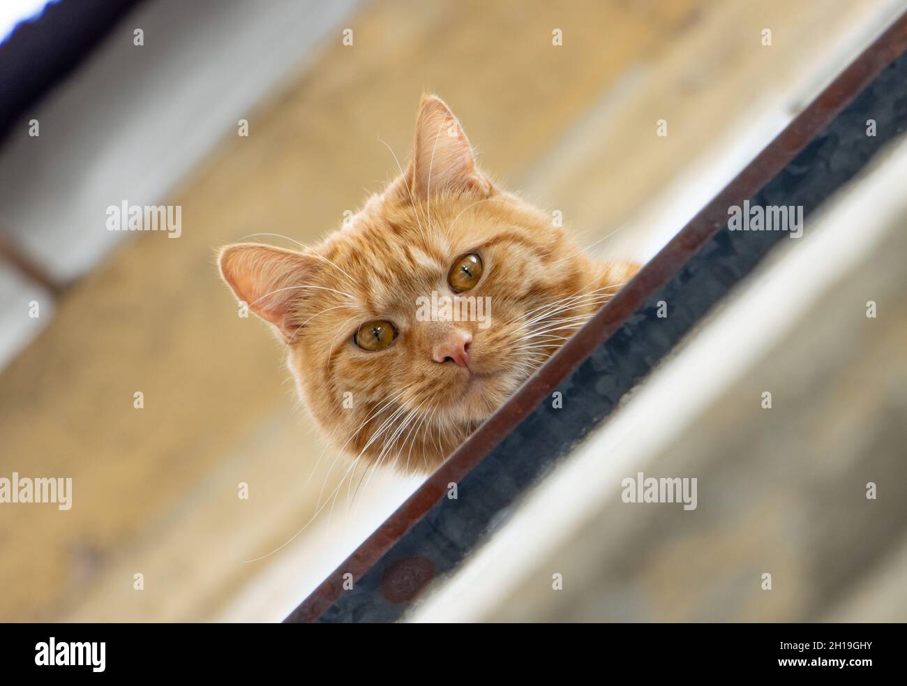 A ginger cat sits at open window and looks to the camera Stock Photo ...