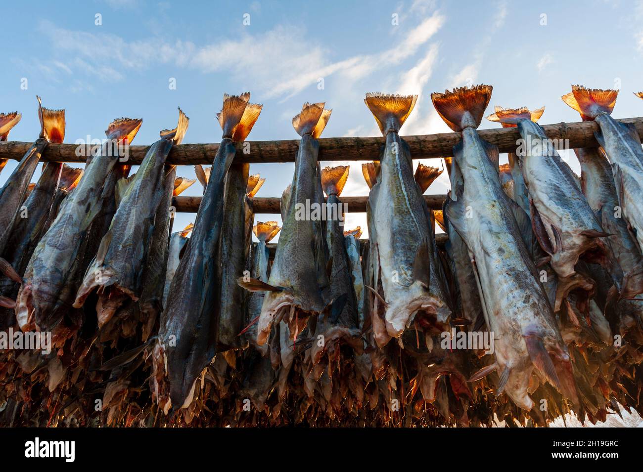 Cod fish drying on a rack in the traditional openair way. Hamnoy