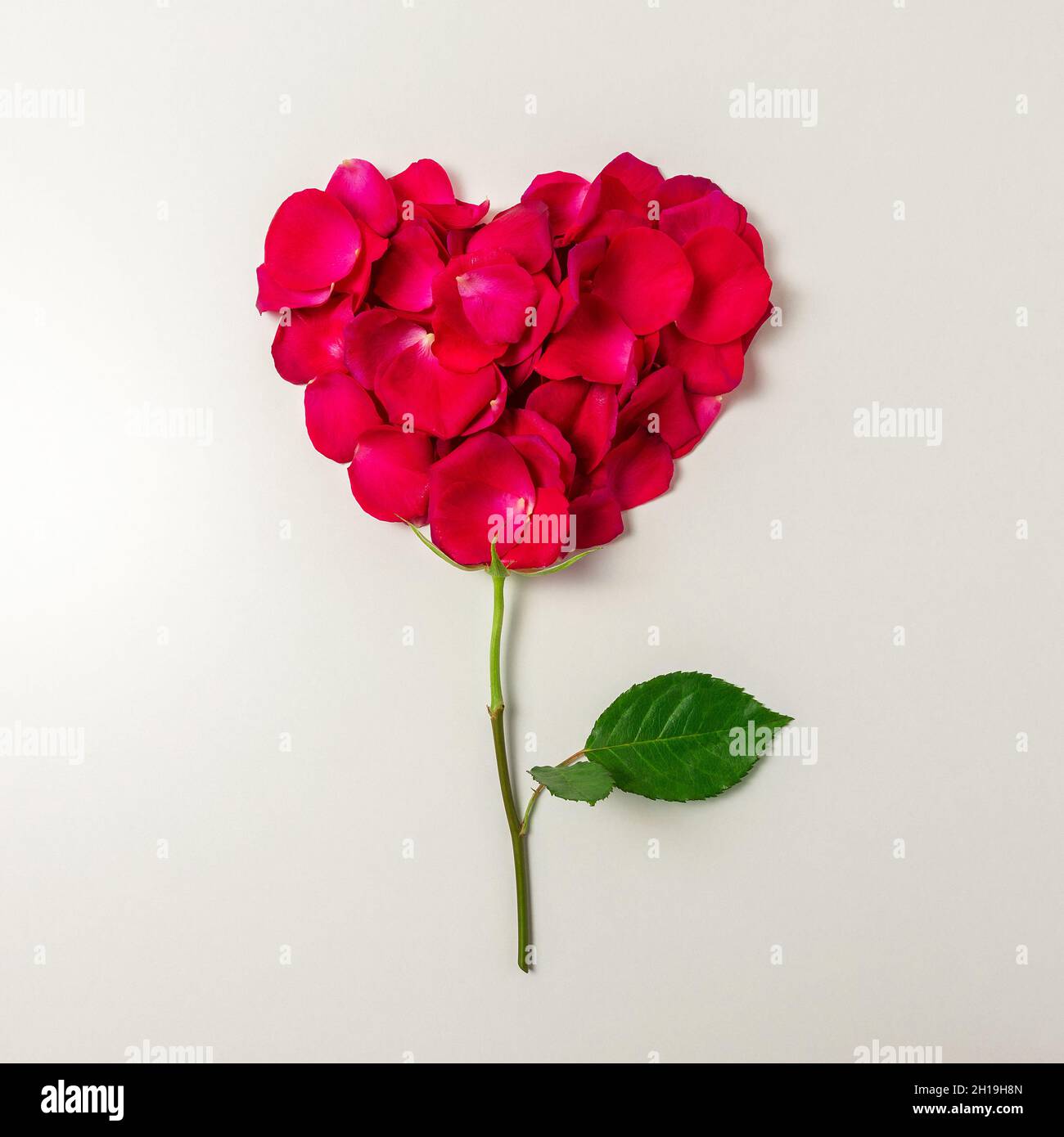Flower in shape of a heart made of red rose petals. Minimal love