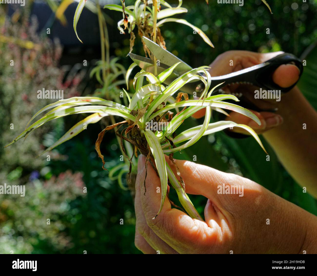 Baby spider plant offshoots being cut off for replanting Stock Photo